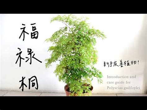 福祿桐為什麼會開花|福祿桐開花嗎，福祿桐的風水寓意/5年開花/花語福祿道